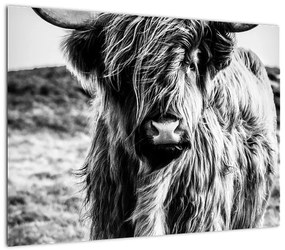 Obraz na szkle - Highland - szkocka krowa (70x50 cm)