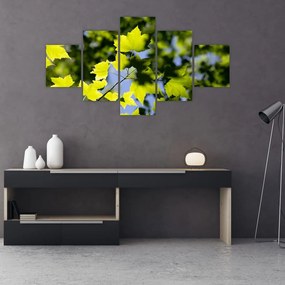 Obraz - liście klonu (125x70 cm)