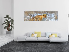 Obraz - Lis (170x50 cm)