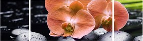 Obraz - Pomarańczowa orchidea z liśćmi palmy (170x50 cm)