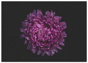 Obraz na szkle - fioletowy kwiat (70x50 cm)