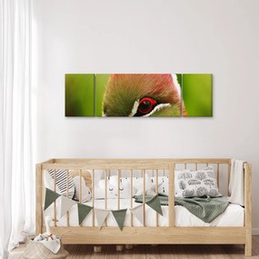 Obraz kolorowego ptaka (170x50 cm)