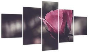 Obraz - Detal kwiatu róży (125x70 cm)