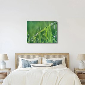 Obraz kropli rosy (70x50 cm)