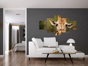 Obraz żyrafy (125x70 cm)