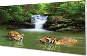 Szklany Panel Tygrysy przy Wodospadzie