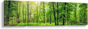 Obraz - Wiosenny las liściasty (170x50 cm)