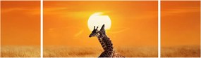 Obraz - Żyrafy w Parku Narodowym Serengeti (170x50 cm)