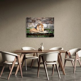 Obraz na szkle lwa (70x50 cm)