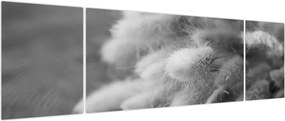 Obraz - trawa z króliczym ogonkiem na stole (170x50 cm)