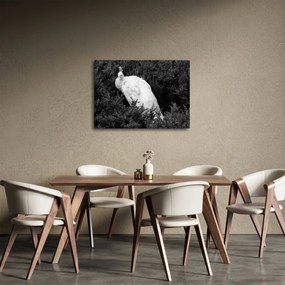 Obraz - Paw, czarno - biały (70x50 cm)
