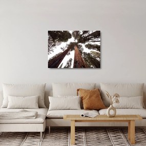 Obraz na szkle - Widok przez korony drzew (70x50 cm)