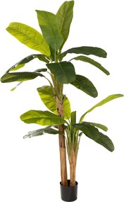 Bananowiec w doniczce 210 cm