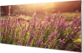 Szkło do Kuchni na Ścianę Rozległe Pole Wrzosów