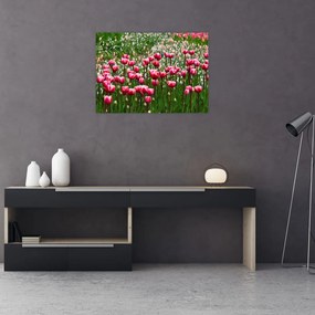 Obraz tulipanów (70x50 cm)