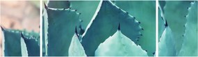 Obraz - Sukulent (170x50 cm)