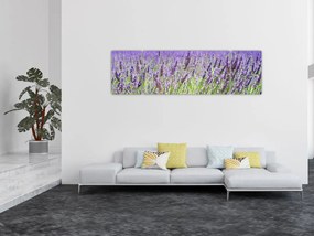 Obraz pola z lawendą (170x50 cm)
