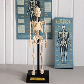 Model szkieletu Rex London Anatomical