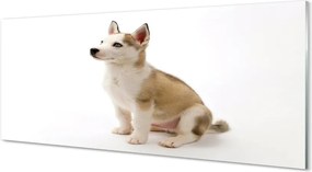 Panel szklany do Kuchni Mały Szczeniak w Pozycji Siedzącej