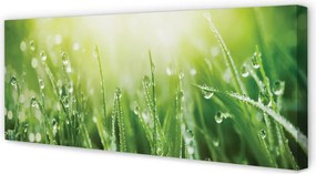 Zdjęcie na płótnie Trawa w Porannym Słońcu
