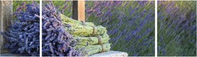 Obraz - Pęczki lawendy (170x50 cm)