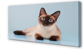 Zdjęcie na płótnie Odpoczywający Kot