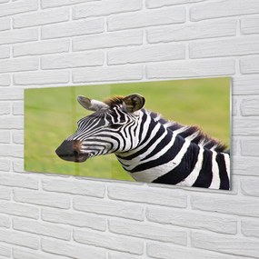 Szklany Panel Zebra w Naturalnym Środowisku