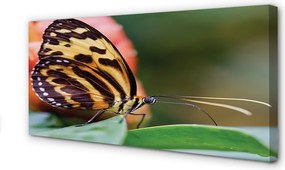 Obraz drukowany na płótnie Motyl w Locie