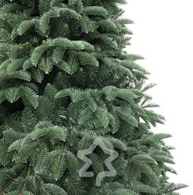 Świerk Oregon ekstra gęsty 180 cm