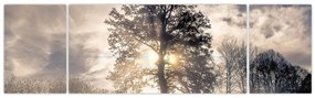 Obraz drzewa we mgle (170x50 cm)