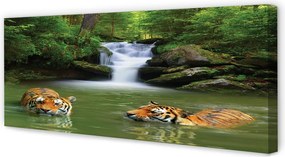 Duży obraz na płótnie Tygrysy przy Wodospadzie