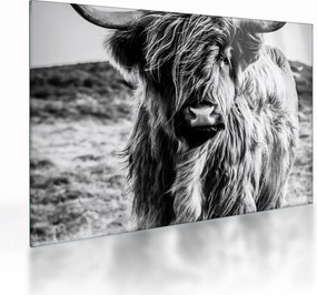 Obraz na szkle - Highland - szkocka krowa (70x50 cm)