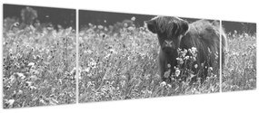 Obraz - Szkocka krowa 5, czarno - biały (170x50 cm)