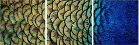 Obraz - Pawie pióra (z zegarem) (90x30 cm)
