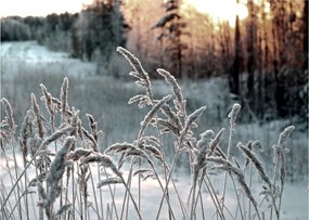 Obraz na szkle - Frozen Meadow (70x50 cm)