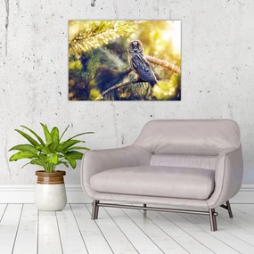 Obraz sowy na drzewie (70x50 cm)