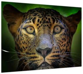 Obraz - Portret lamparta, Sri Lanka (70x50 cm)