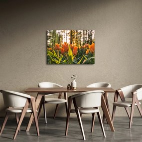 Obraz - pomarańczowe tulipany (70x50 cm)