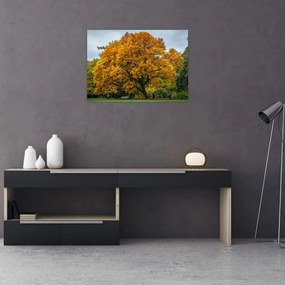 Obraz drzewa (70x50 cm)