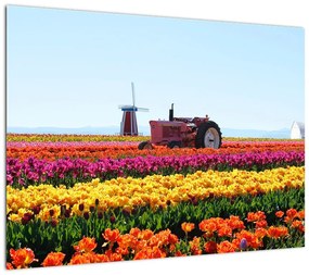 Obraz farmy tulipanów (70x50 cm)