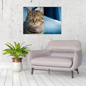 Obraz na szkle - Kot domowy (70x50 cm)