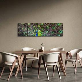 Obraz - Paw (170x50 cm)