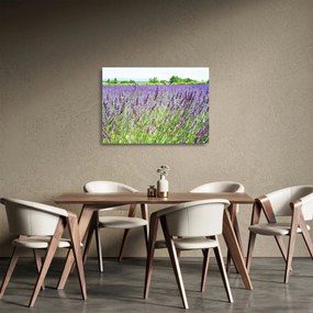 Obraz na szkle pola z lawendą (70x50 cm)