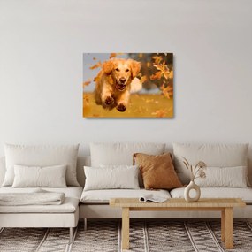 Obraz na szkle - Golden Retriever (70x50 cm)