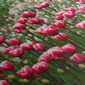 Obraz tulipanów (70x50 cm)
