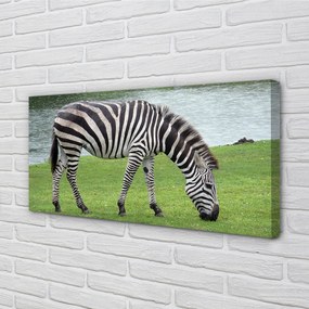 Obraz drukowany na płótnie Portret Zebry