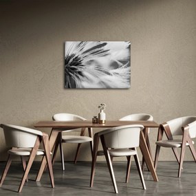 Obraz - Makro, czarno - biały (70x50 cm)