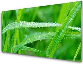 Panel Szklany Perlista Rosa na Zielonym Liściu