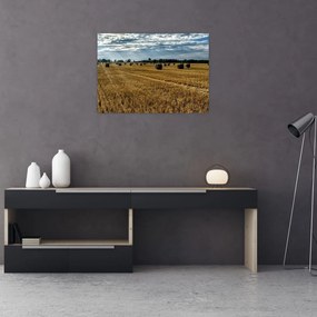 Obraz zebranego pola zboża (70x50 cm)