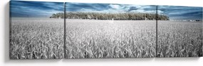 Obraz pola (170x50 cm)